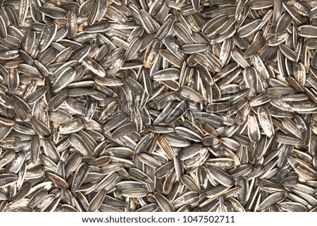 Organic sunflower seeds background. Top view macro photography.