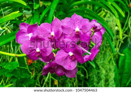 Image Of Beautiful Violet Orchids in flower, Shot At Royal Botanic Gardens, Kew
