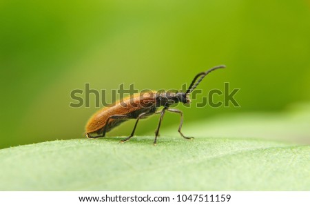 Macro photography of a beetle