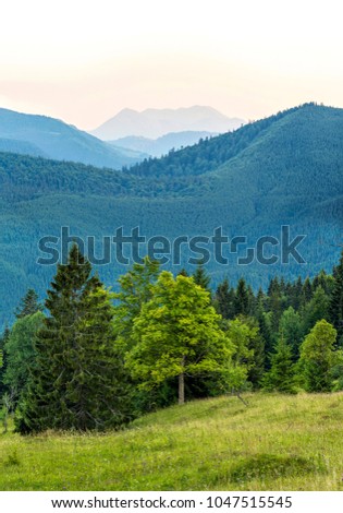 Vertical picture of beautiful green forest and blue mountains. Carpathian mountains at evening