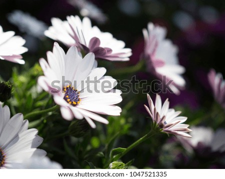 Daisy Flower in summer