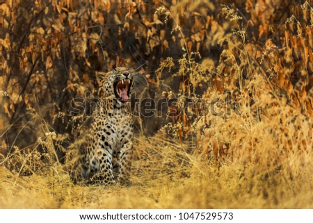 Leopards Lair at Jhalana Safari Park, Rajasthan