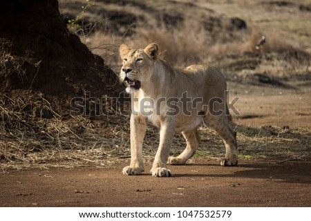 Queen of forest I Lioness I Gir Forest National Park I Asiatic lioness of gir forest Gujarat India