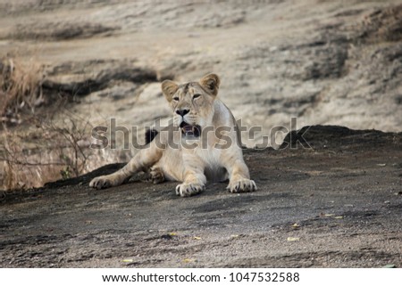 Asiatic lioness sitting in a forest and looking for a hunt stock Image I Asiatic lioness sitting like a queen in the forest stock image 