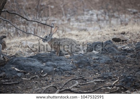 Modern Cottontail Rabbit in Gir forest, Gujarat, India scared from hunters and looking for food stock Image 