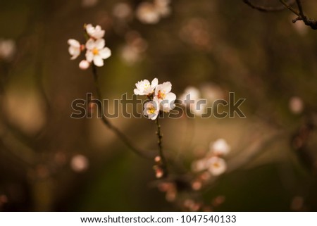 beautiful spring flowers .flowering sakura gardens in spring