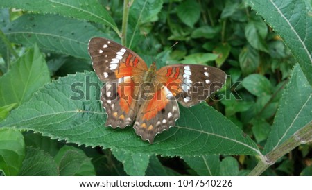 top view butterfly green leaf background