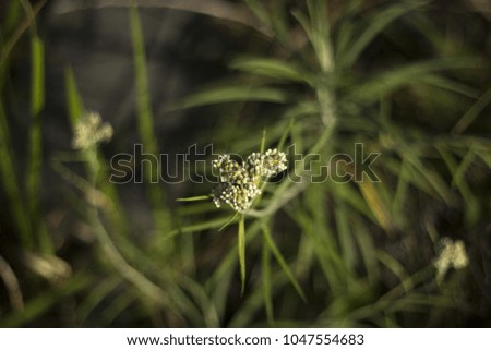 Bright spring grass field with sunlight bokeh background
