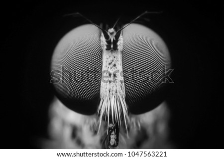 Macro shot. The Calliphoridae (commonly known as blow fly, carrion fly, bluebottle, greenbottle, or cluster fly) are a family of insects Diptera in Black and white. Showing of eyes detail insect life. Royalty-Free Stock Photo #1047563221