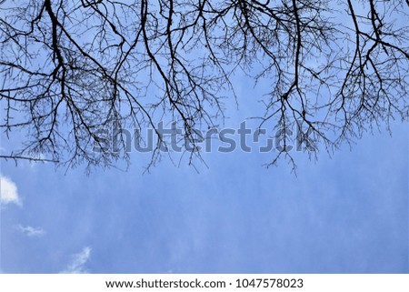 Silhouette of tip of the tree against blue sky with white clouds as the background, Winter in GA USA.