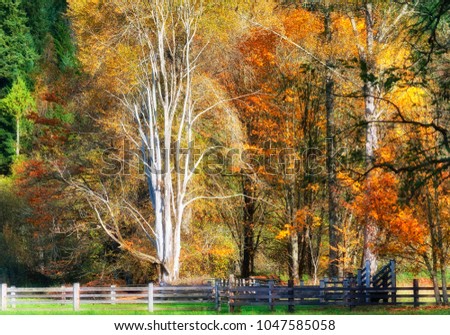 A corral and autumn colored trees in this country setting in rural Shelton, Washington.