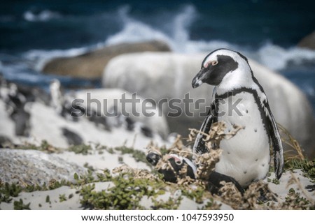 Penguins isolated on colorful and tropical background, Wildlife