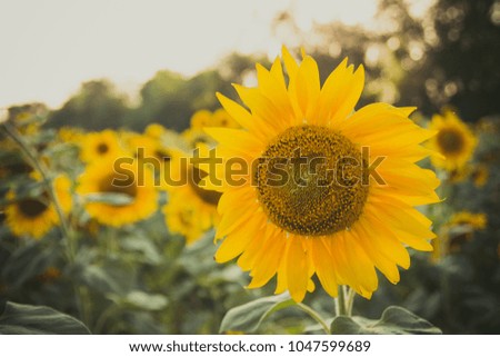 
sunflowers blossom in the field