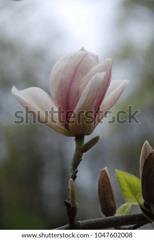 beautiful magnolia flowers in spring