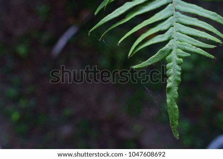 Close up of natural green fern leaf in the forest. Nature concept Fern leaves with spider web background.