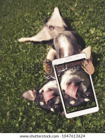 cute chihuahua playing in the grass licking his nose taking a selfie toned with a retro vintage instagram filter app or action effect