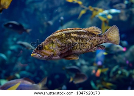 Beautiful fish in the aquarium