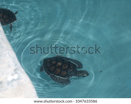 small baby turtles