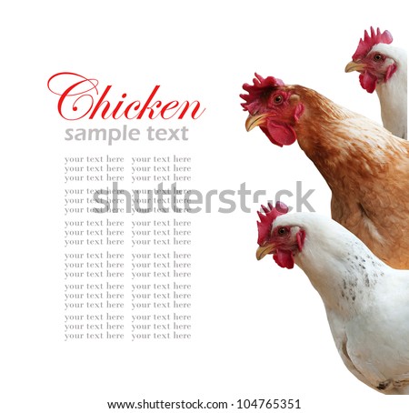 hen isolated on white Royalty-Free Stock Photo #104765351