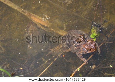 Mating Toads in swamp