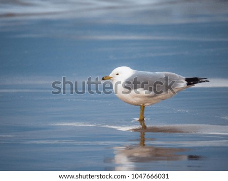 Animal or nature photograph of a seagull standing on the wet beach sand at sunset in Chicago with reflection in the water as the waves roll in.