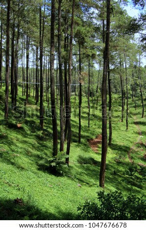 Pine Forest Cikole Bandung