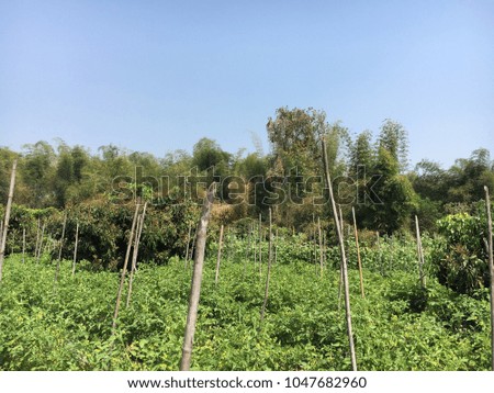 Green Field in Thailand