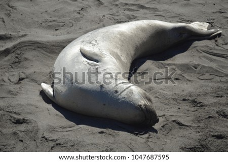 Adolescent elephant seal asleep on the sand.