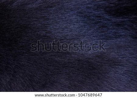 Domestic animal (cat) wool texture dark blue color with space for copy or text 