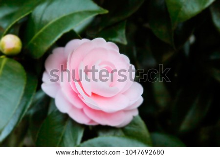 A beautiful camellia flower