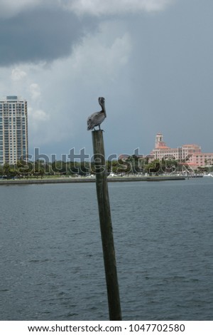 Single Pelican on a piling with Tampa Florida in background                                