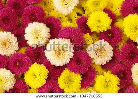 White, yellow and purple blooming chrysanthemum flowers