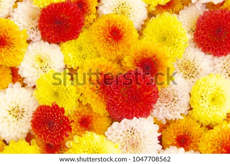 Vivid flowers background