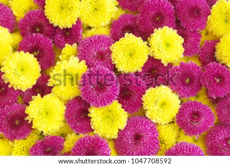 Yellow and purple blooming flowers
