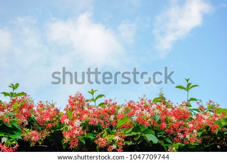 Red and white flower as Sky with Clouds on sunny day background