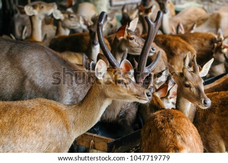 Lovely deer in zoo at  Thailand.