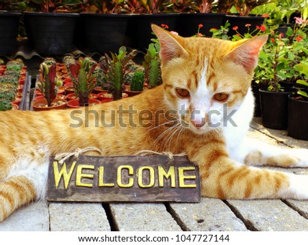 cute orange kitten cat sitting with welcome sign still life