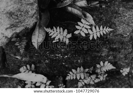 The image is about creating an abstract composition with a few ferns growing on a concrete surface and dried fallen leaves from the nearby mango tree. Preferred to convert the image into black &white 