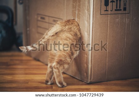 Ginger Cat is Playing in the Box Royalty-Free Stock Photo #1047729439