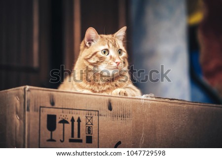 Ginger Cat is Playing in the Box