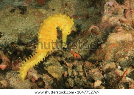 Yellow Thorny Seahorse