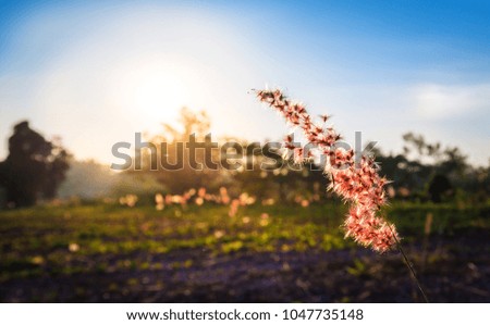 Grass against sunlight in the morning, Vintage Background Concept