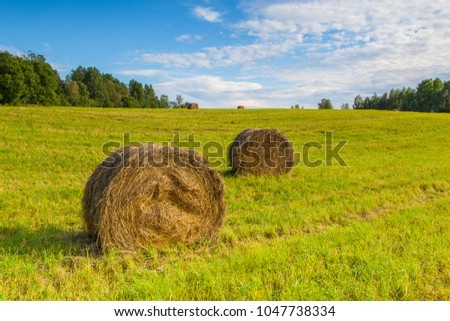 Haystacks on a field