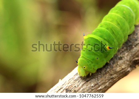 green horned caterpillar. this type of caterpillar is many found in tropical forests, such as in indonesia. this caterpillar has black and yellow horn on the head. it usually eat leaf as the main meal