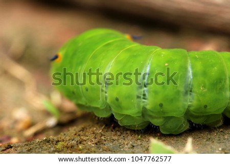 green horned caterpillar. this type of caterpillar is many found in tropical forests, such as in indonesia. this caterpillar has black and yellow horn on the head. it usually eat leaf as the main meal
