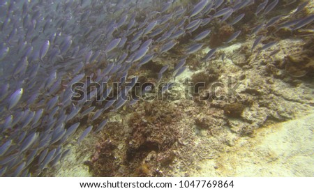 school of fusilier fish on the reef in Raja ampat, west Papua, indonesia