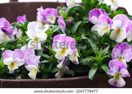 Tufted pansy (Garden pansy)