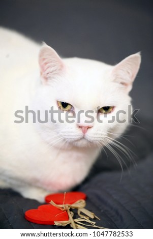 beautiful white british cat portrait, with two wooden hearts, on a grey bed cover 