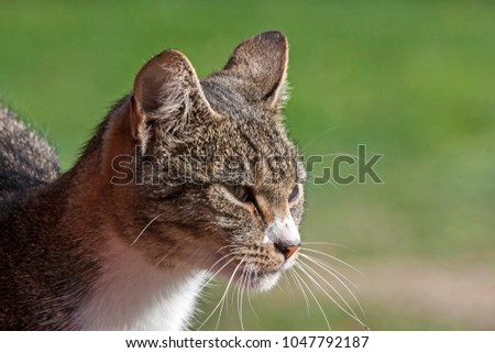 Portrait of the tabby cat