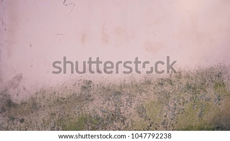 textured wall background painted in pink with fungus and green spots
